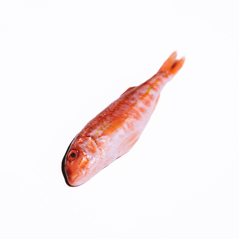 RED MULLET